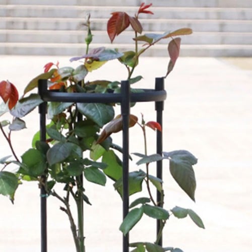 Soporte plantas trepadoras enredaderas Obelisco 