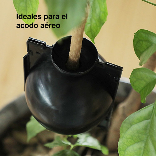 Cápsula Esquejera enraizamiento plantas x 10 Cápsula Esquejera enraizamiento plantas x 10