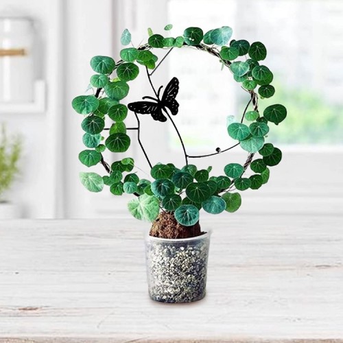 Soporte plantas trepadoras Mariposa Negra 