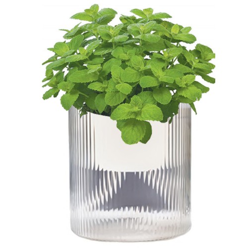Macetero aurorregante automático cuerdas 17 cms