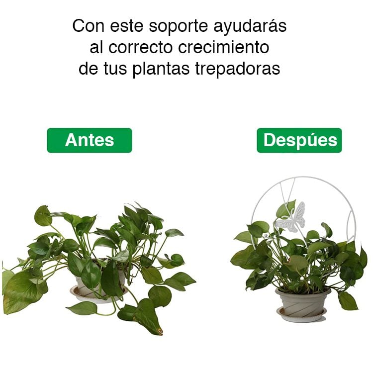 Soporte plantas trepadoras Mariposa Blanca - Imagen 6