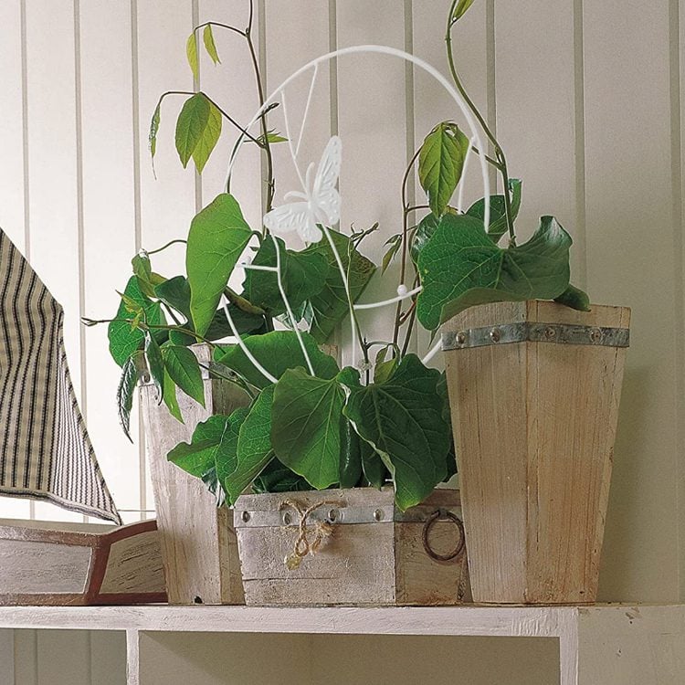 Soporte plantas trepadoras Mariposa Blanca - Imagen 4